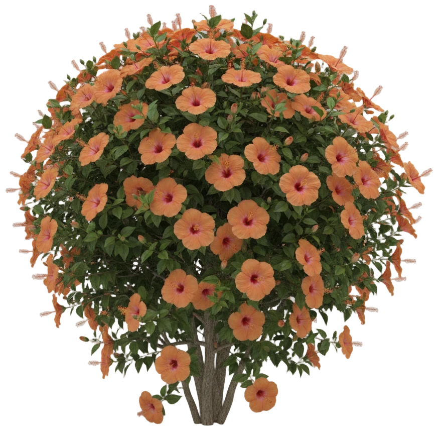 Orange Tropical Hibiscus cut-out illustration