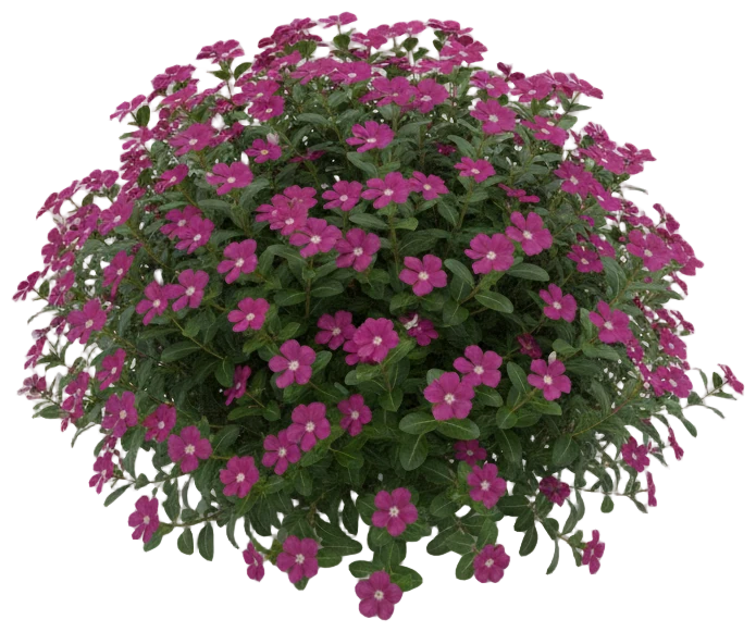 Vinca cut-out illustration