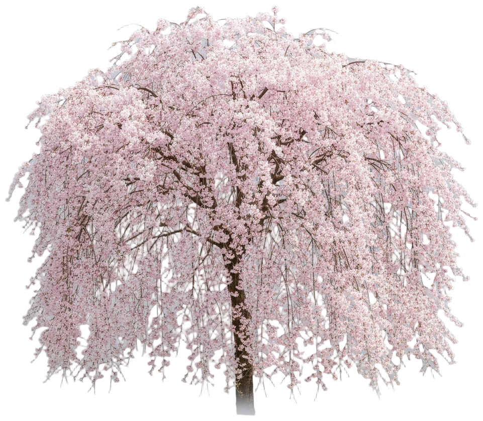 Weeping Cherry cut-out illustration