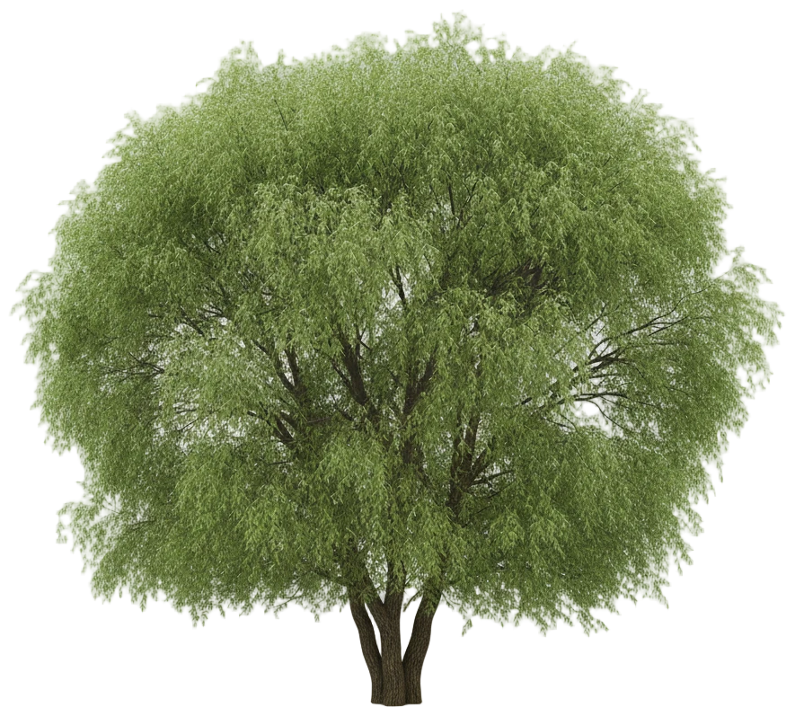 Weeping Willow cut-out illustration