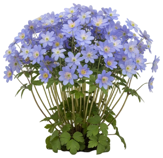 Windflower cut-out illustration