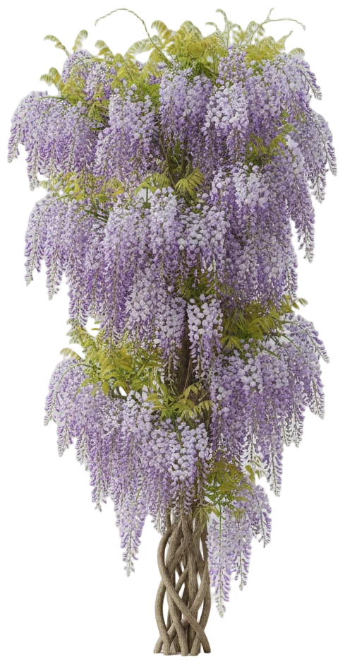 Amethyst Falls Wisteria cut-out illustration