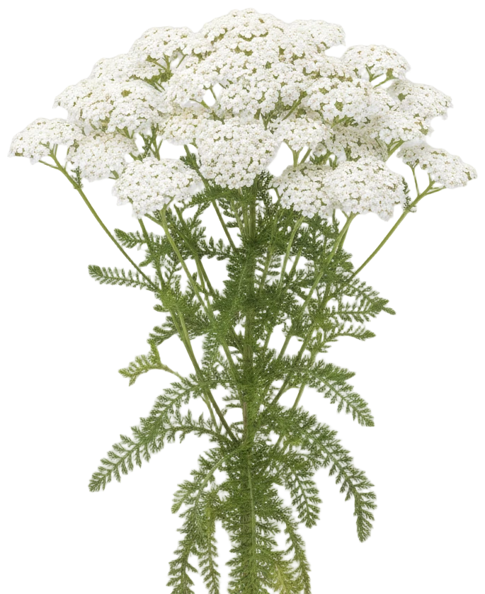 White Yarrow cut-out illustration