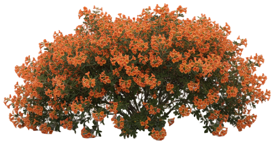 California Flannel Bush 'Ken Taylor' cut-out illustration