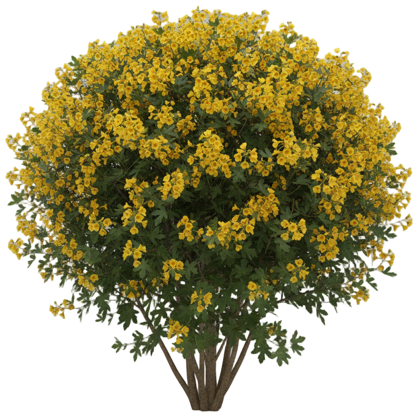 California Flannel Bush 'Pacific Sunset' cut-out illustration