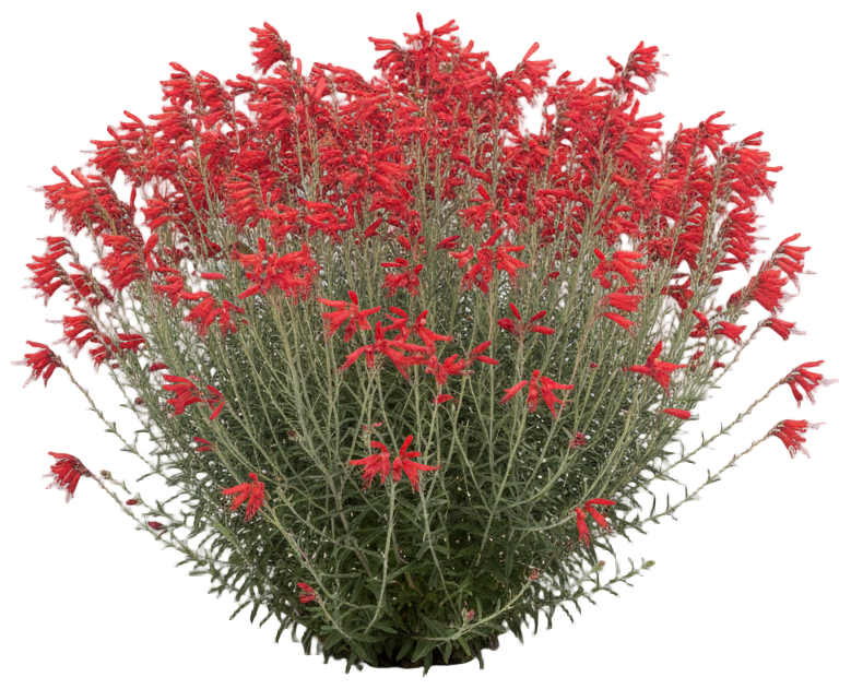 California Fuchsia cut-out illustration
