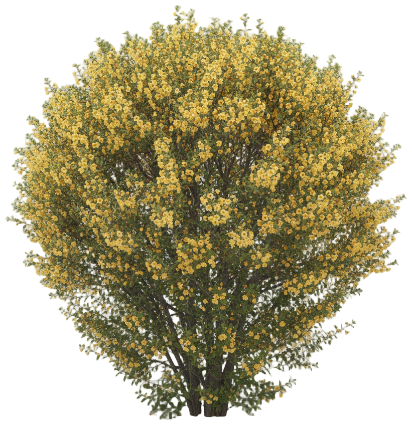 California Flannelbush cut-out illustration
