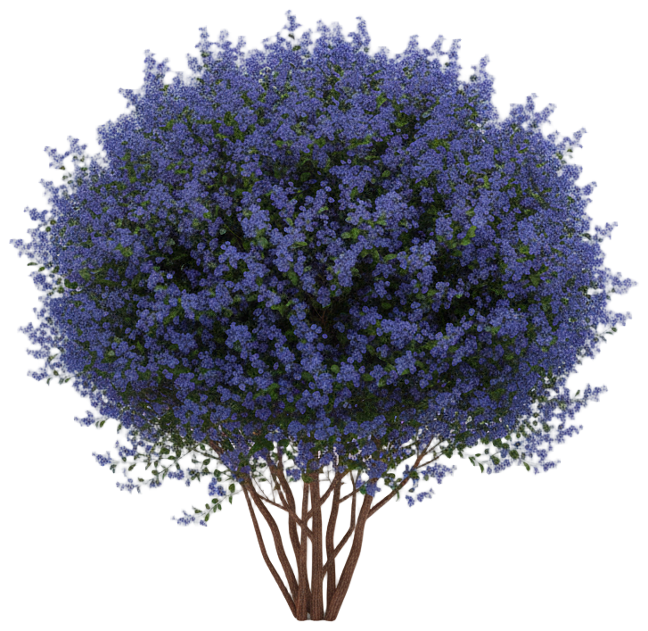 California Lilac cut-out illustration