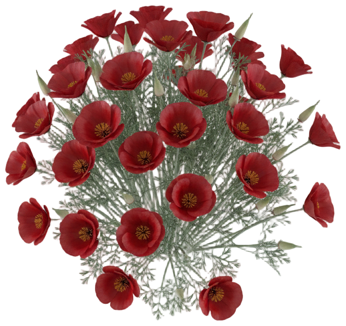 California Poppy (Rose/Pink Mix) cut-out illustration