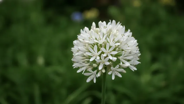 Snowball