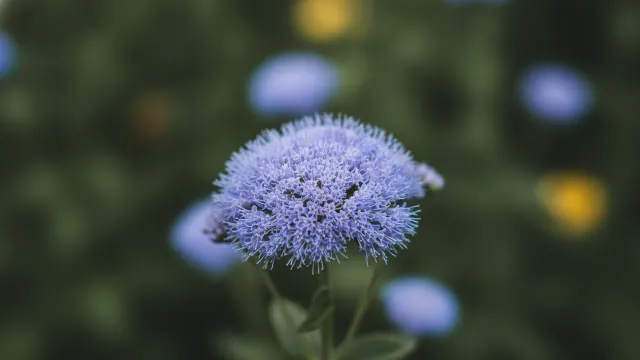 Blue Horizon