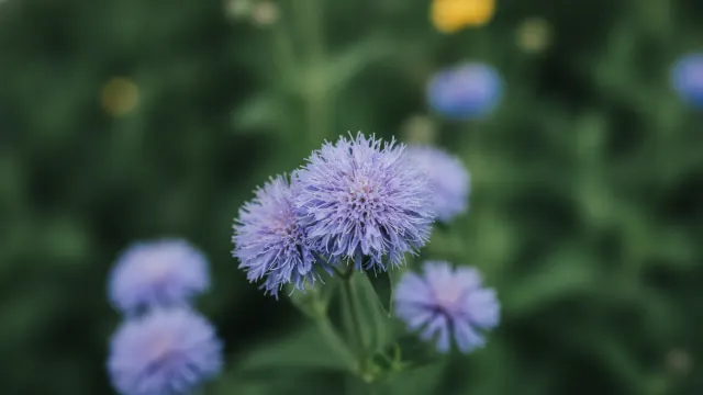 Purple Ageratum