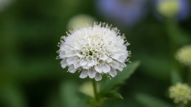 White Ageratum
