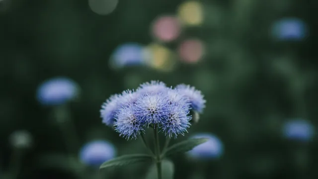 Ageratum