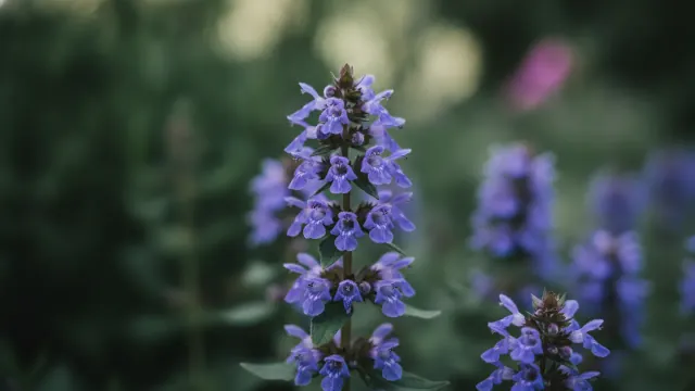 Bugleweed