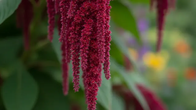 Love-Lies-Bleeding