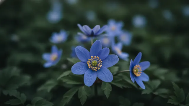 Blue Shades