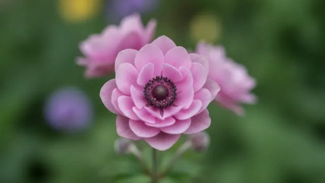 Pink Star