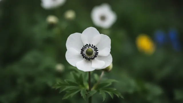 White Splendour