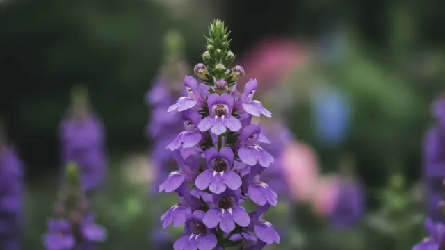 Serena Purple