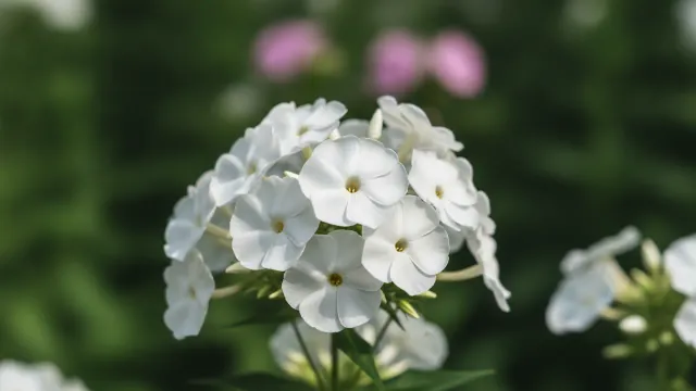 White Annual Phlox