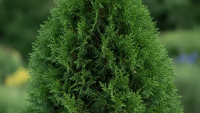 Green Giant