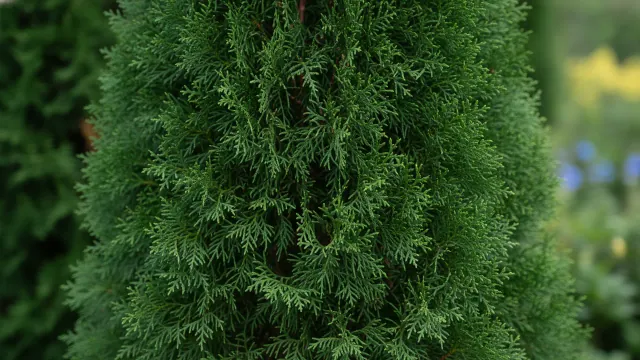 Arborvitae