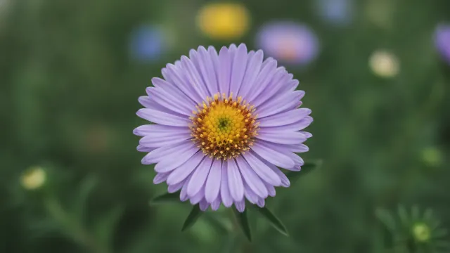 Aster