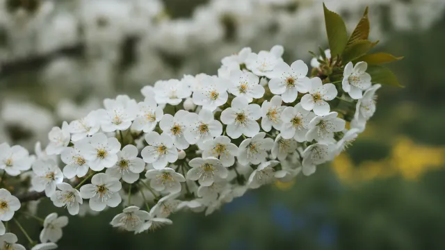 Autumn Flowering Cherry