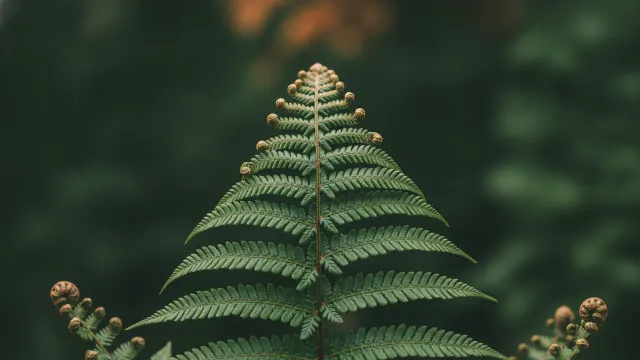 Autumn Fern