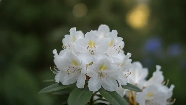 White Lights