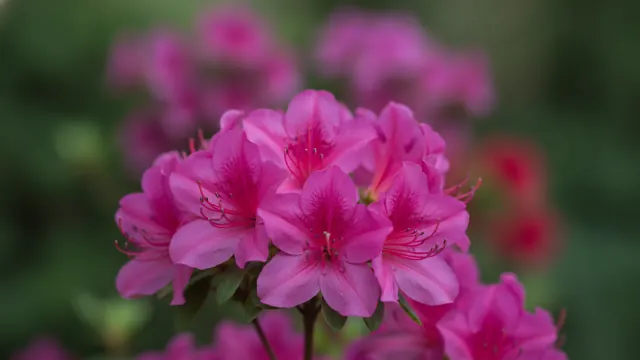Azalea