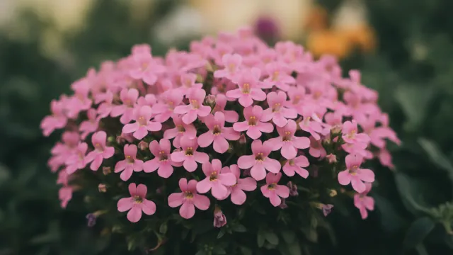 Pink Bacopa