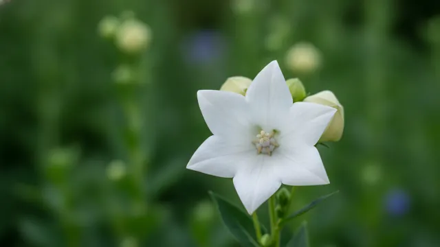 Fuji White
