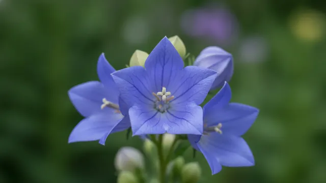 Sentimental Blue