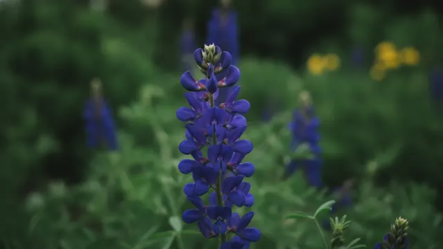 False Indigo