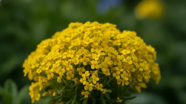Basket of Gold