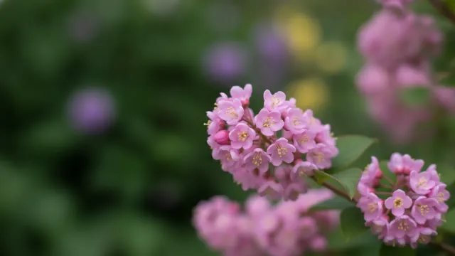 Beautyberry