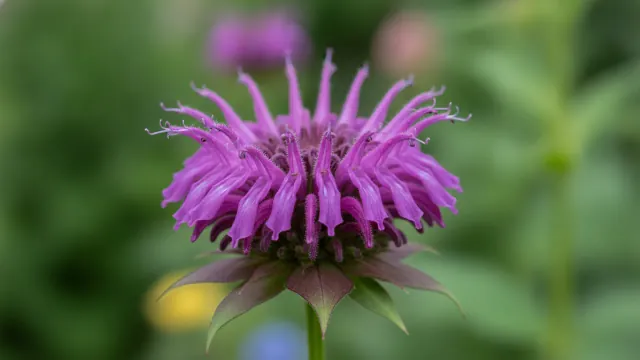 Purple Rooster