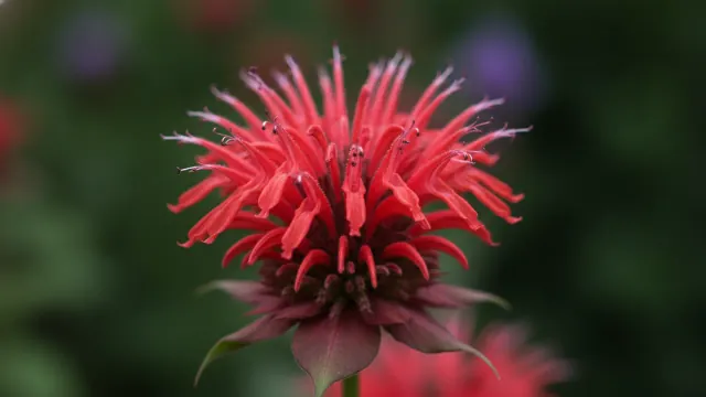Bee Balm in bloom, illustrated plant card