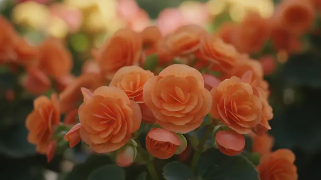 Tuberous Apricot