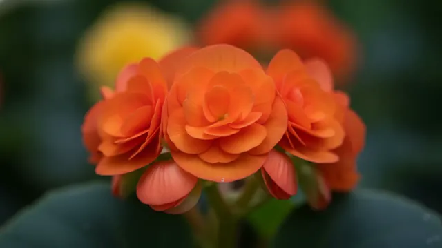 Tuberous Orange