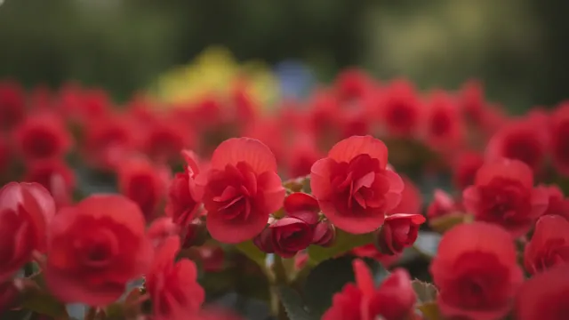 Tuberous Red