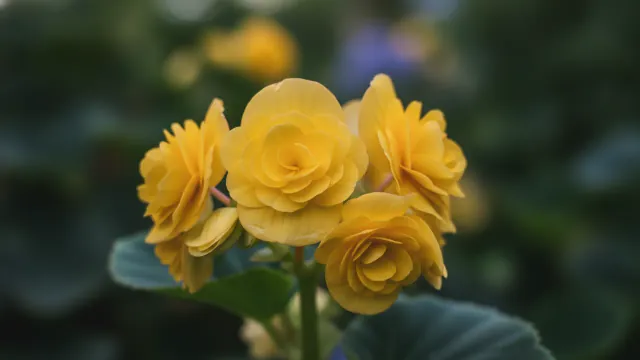 Tuberous Yellow