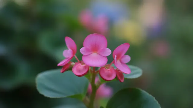 Wax Begonia Pink