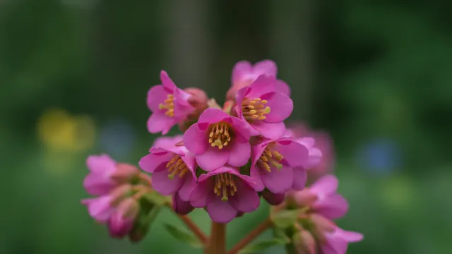 Bergenia