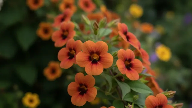 Arizona Glow