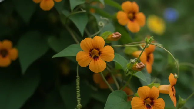 Black-Eyed Susan Vine