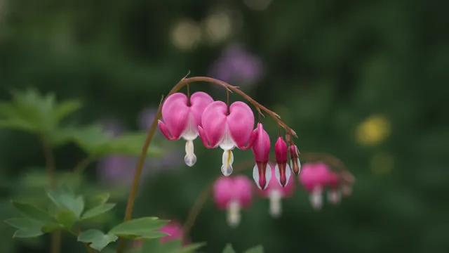 Bleeding Heart