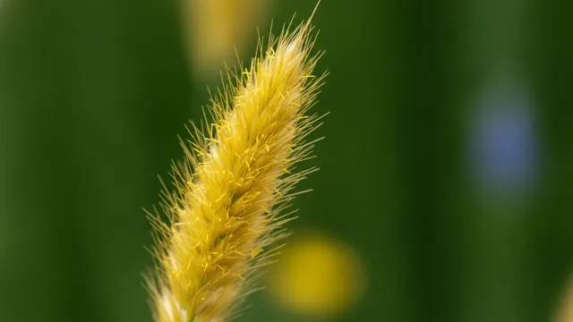 Golden Toupee
